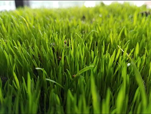 Centipede Grass Seed 1 lb Coated Seeds H74670
