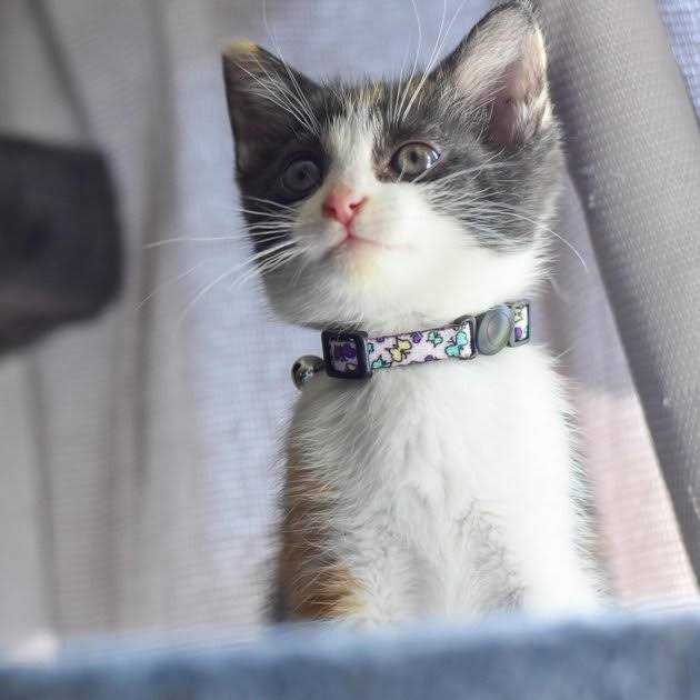 Adjustable Breakaway Kitten Collar J8783