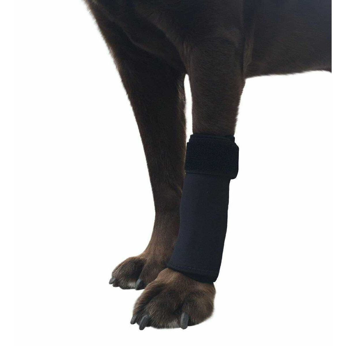 Dog Front Leg Compression Brace Sleeve Q682523
