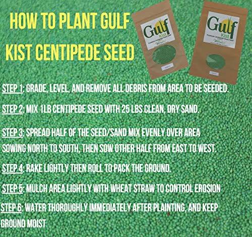 Centipede Grass Seed 1 lb Coated Seeds H74670