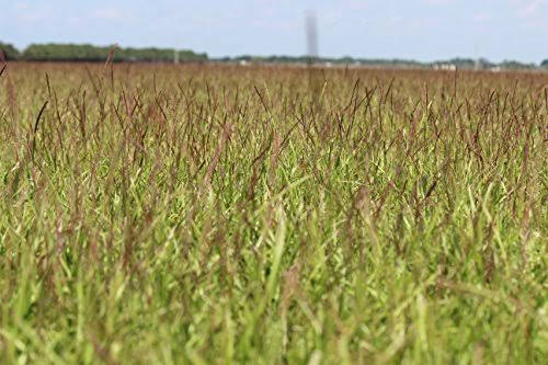 Centipede Grass Seed 1 lb Coated Seeds H74670