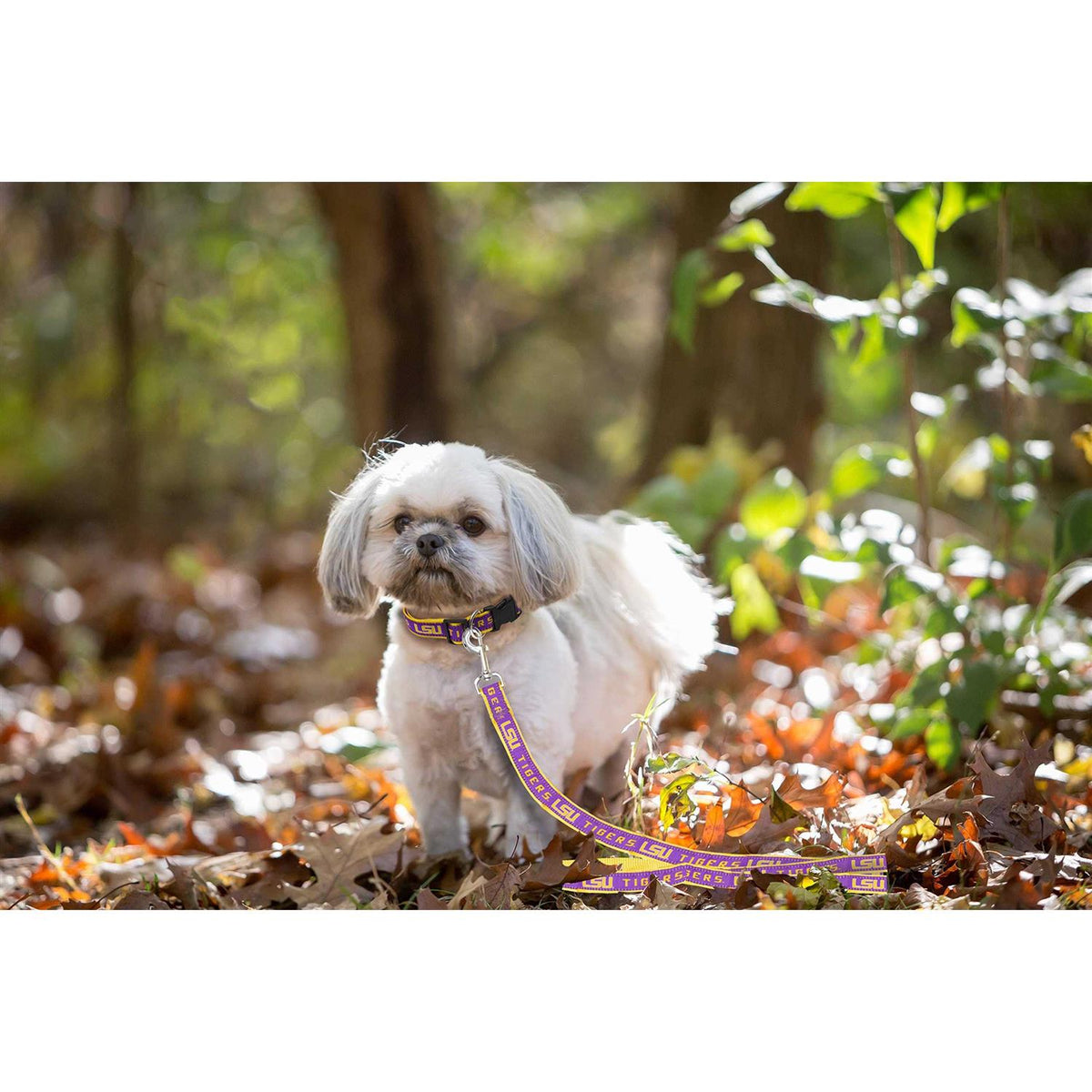 Pet Leash E6918