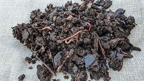 1/2 LB Red Wiggler Compost Worm Blend C627