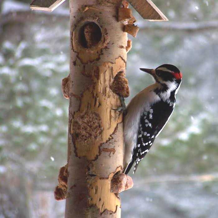 Tree Icing Suet Spread Q63134