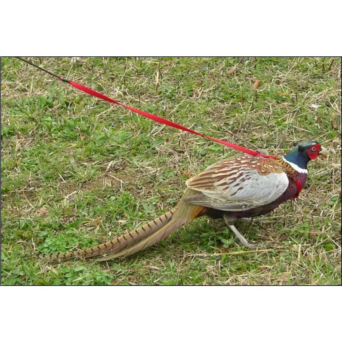 Bird Harness and Leash U687588