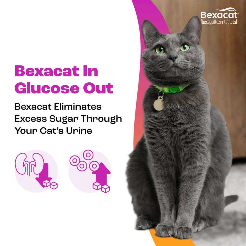 15 mg Bexacat for Cats Q779