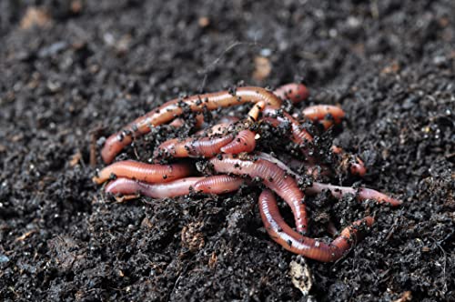 1/2 LB Red Wiggler Compost Worm Blend C627