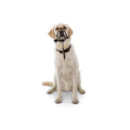 Head Halter T795398
