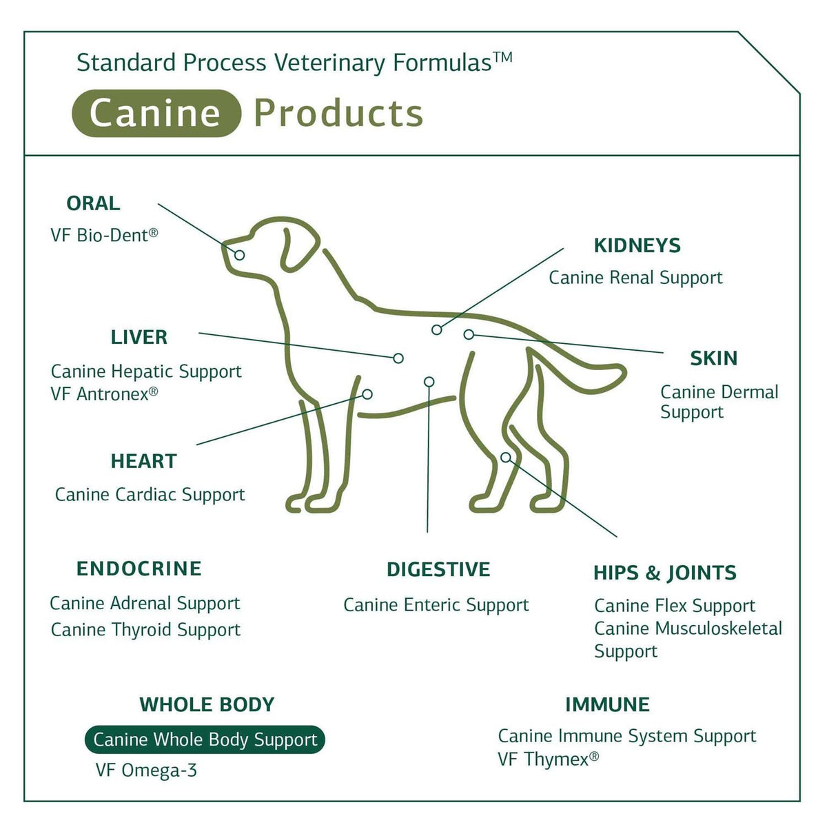 Canine Whole Body Support T77143