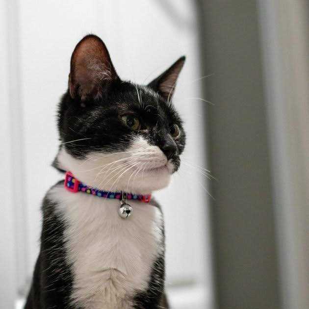Adjustable Breakaway Kitten Collar J8783