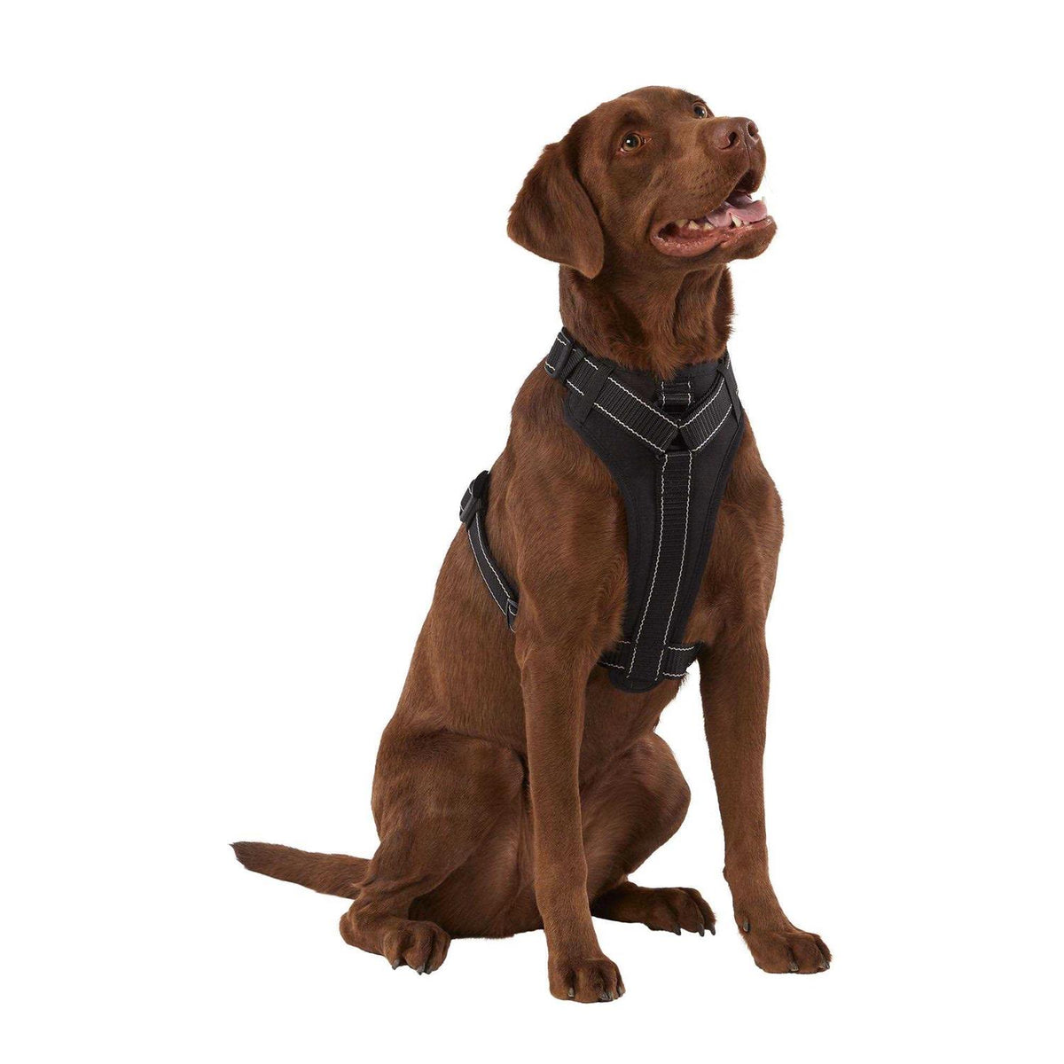 Neoprene Padded Dog Harness O64522