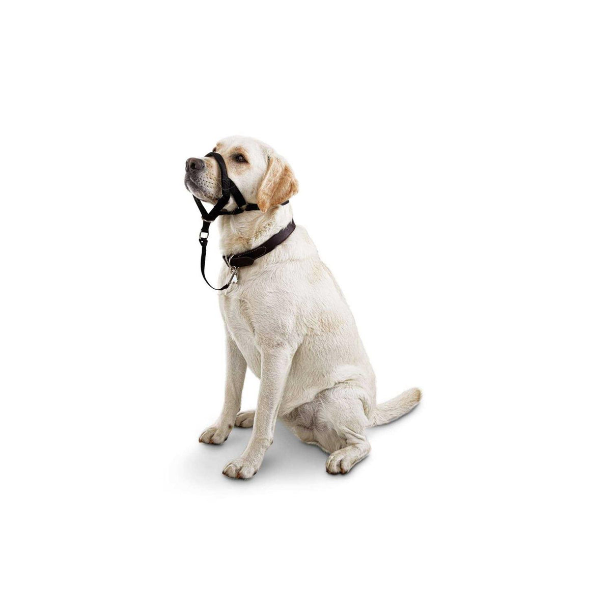 Head Halter T795398