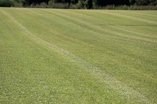 Centipede Grass Seed 1 lb Coated Seeds H74670