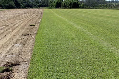 Centipede Grass Seed 1 lb Coated Seeds H74670