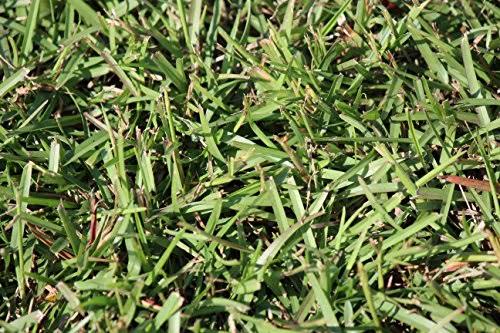 Centipede Grass Seed 1 lb Coated Seeds H74670