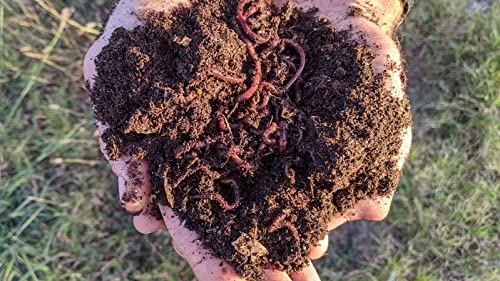 1/2 LB Red Wiggler Compost Worm Blend C627