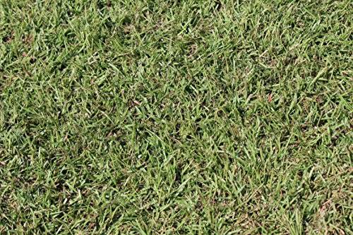 Centipede Grass Seed 1 lb Coated Seeds H74670