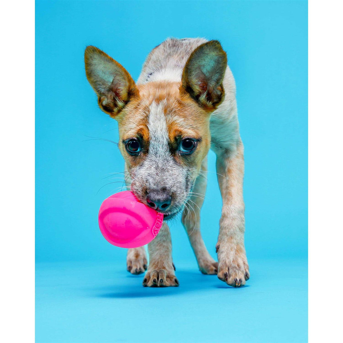 Squeaky Latex Dog Toy N68579