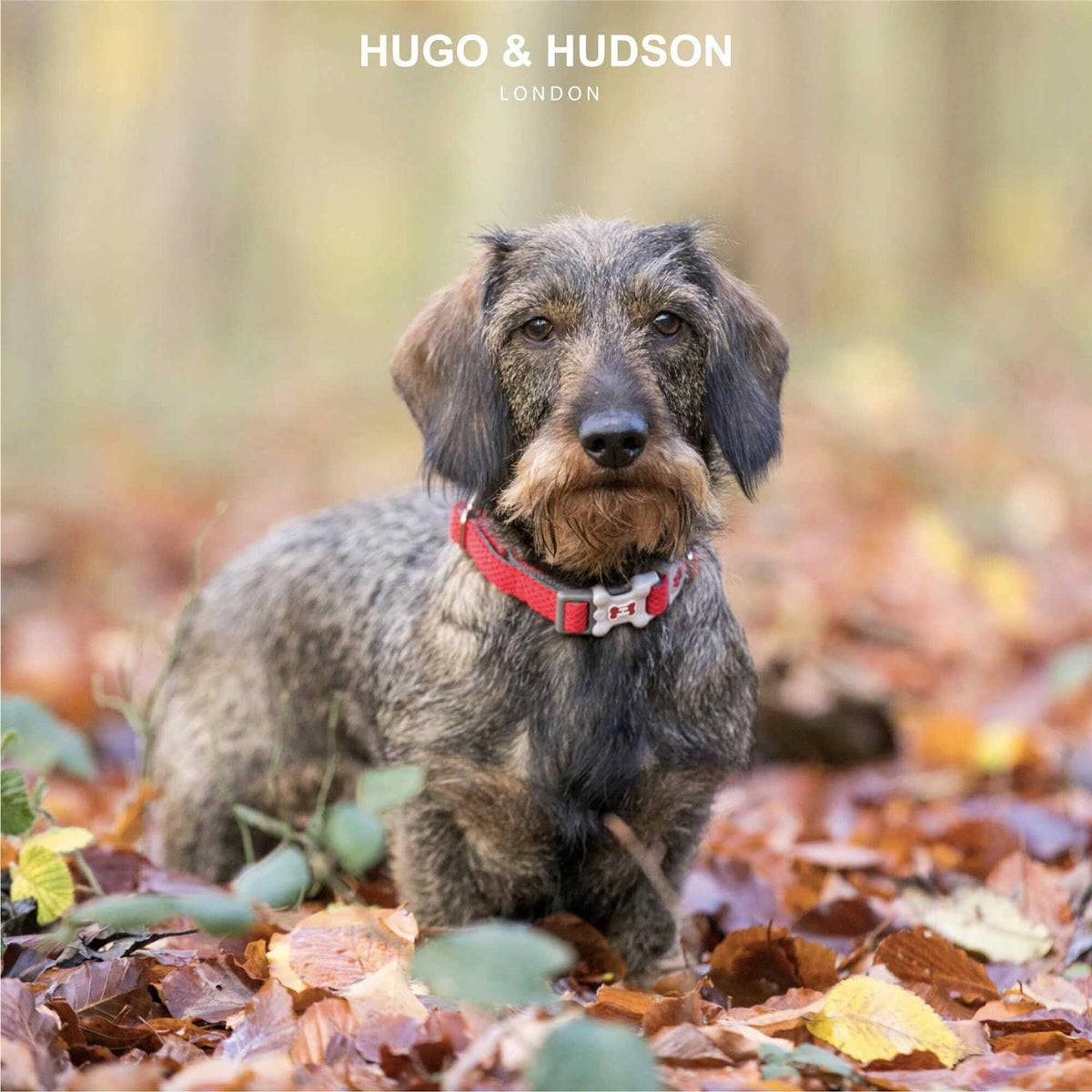 Mesh Dog Collar F522102