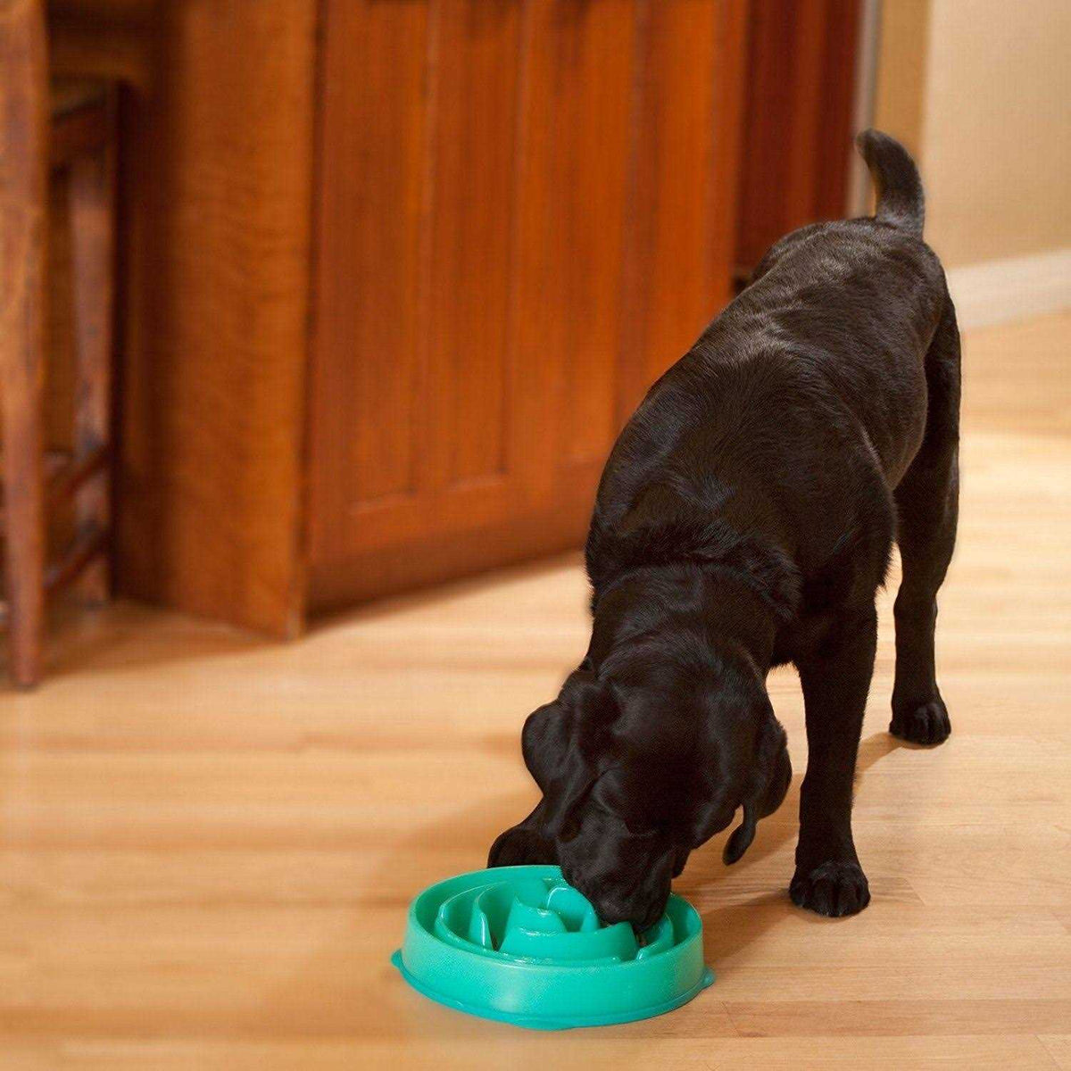 Fun Feeder Dog Bowl U2970